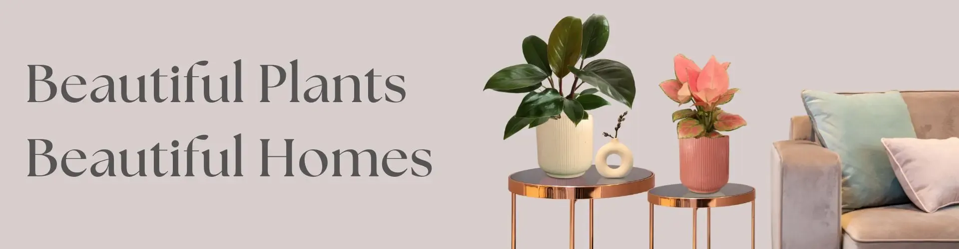 imgi_3_buy-best-indoor-plants-online-in-India-all-sizes-all-budgets